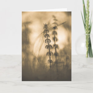 Carte Horsetail Sepia Photographie