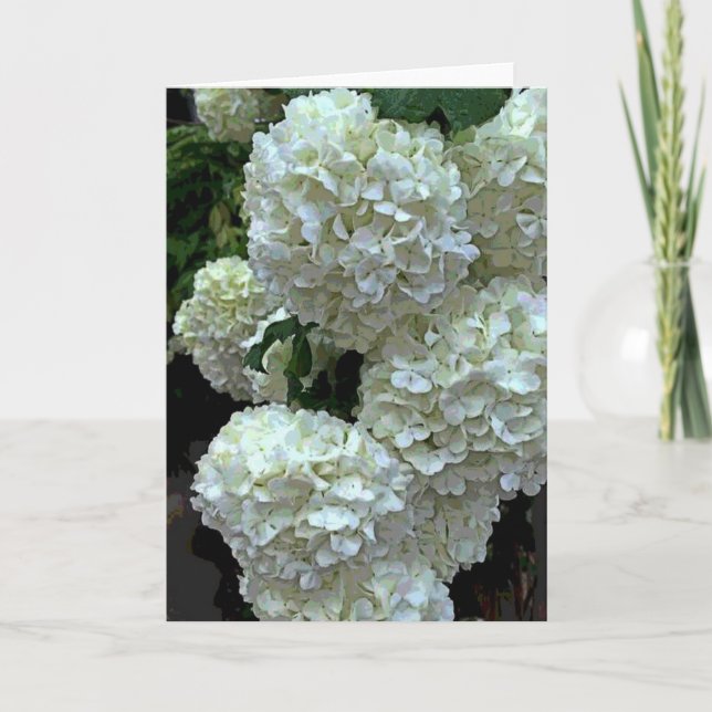Carte Hortensia 2 de Snowball (Devant)