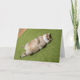 Carte Hosico sur le tapis