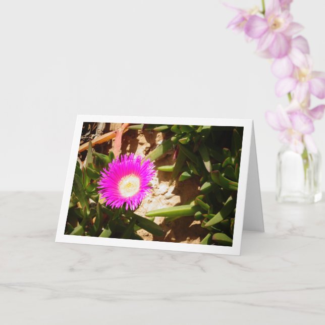 Carte Hottentot Fiat Ground Creeping Ice Plante (Orchidée)