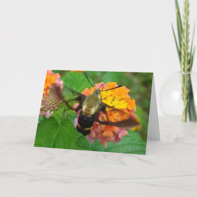 Carte Humming ! (Devant)