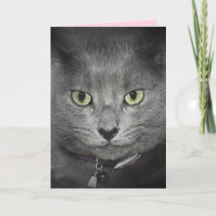 Carte Humour Chat Gris Anniversaire