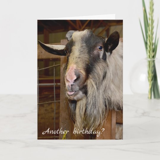 Carte Humour D Anniversaire Avec La Chevre Velue Zazzle Fr