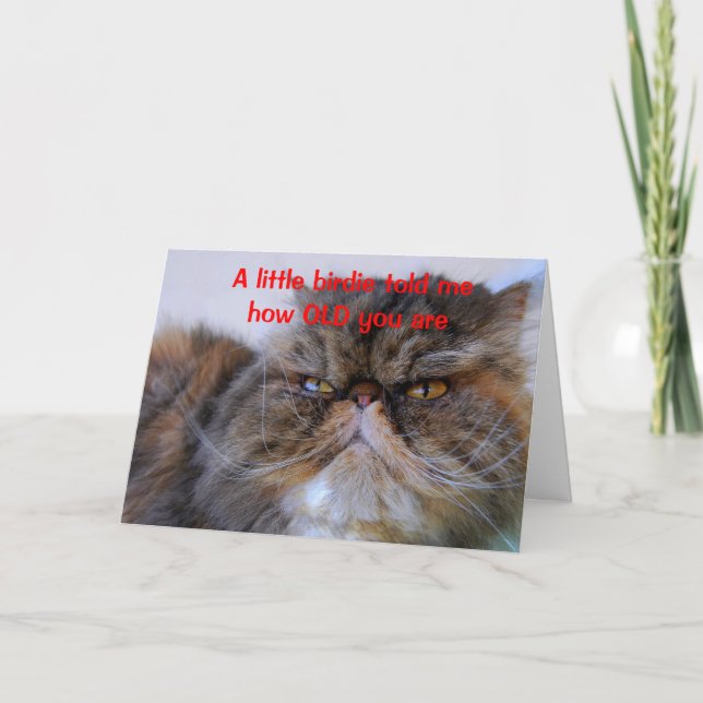 Carte Humour d'anniversaire Calico Persian Kitty Card (Devant)