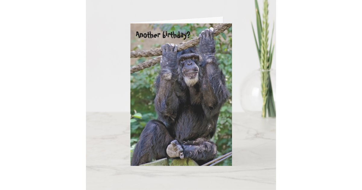 Carte Humour D Anniversaire De Chimpanze Zazzle Fr