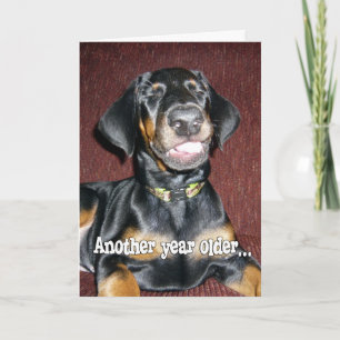 Carte Humour d'anniversaire - Jeune Doberman Pinscher so