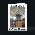 CARTE *HUMOUR DE BROTHER* LAMA À VOTRE ANNIVERSAIRE<br><div class="desc">À MON FRÈRE,  DIT CETTE PAROLE DE LAMA = LAISSEZ-MOI SORTIR AFIN QUE NOUS PUISSIONS "CÉLÉBRER"</div>
