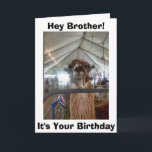 CARTE *HUMOUR DE BROTHER* LAMA À VOTRE ANNIVERSAIRE<br><div class="desc">À MON FRÈRE,  DIT CETTE PAROLE DE LAMA = LAISSEZ-MOI SORTIR POUR QUE NOUS PUISSIONS "CÉLÉBRER"</div>