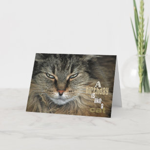 Cartes Humoristique Chat D Anniversaire Zazzle Fr