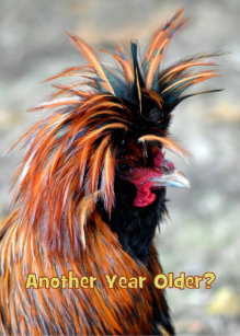 Cartes Poulet D Anniversaire Zazzle Fr Cartes Poulet D Anniversaire Zazzle Fr