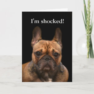Cartes De Vœux Humour Bouledogue Zazzle Fr