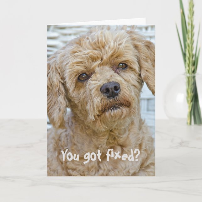 Carte Humour sur la vasectomie pour chien (Devant)