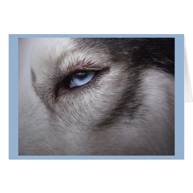 Carte Husky Card Blank Sled Dog Husky Card (Devant horizontal)