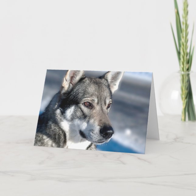 Carte Husky dans Note Neige (Devant)
