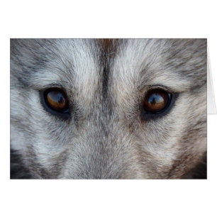 Carte Husky Sibérienne / Carte Malamute Alaskan