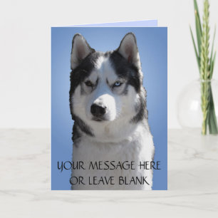 Carte Husky Sibérienne / Carte Malamute Alaskan vi