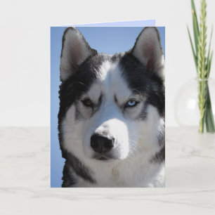 Carte Husky Sibérienne / Carte Malamute Alaskan vi