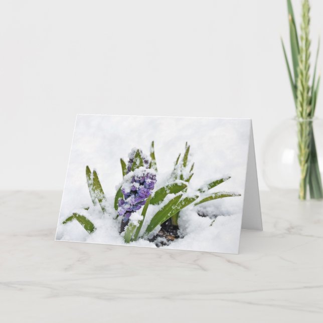 Carte Hyacinthe pourpre dans la neige Encouragement (Devant)