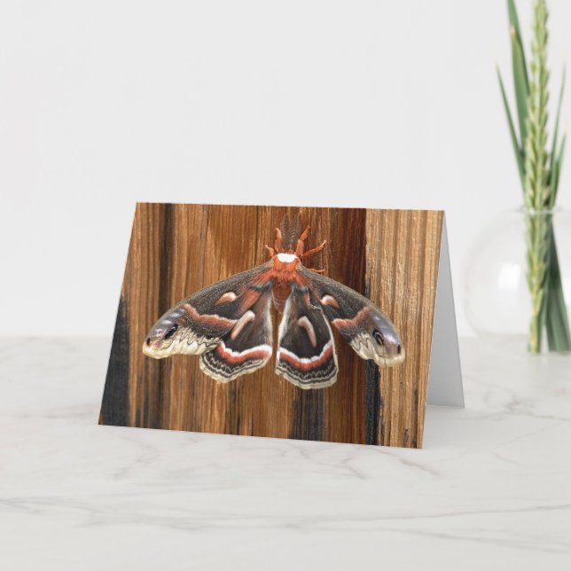 Carte Hyalophora cecropia (Devant)
