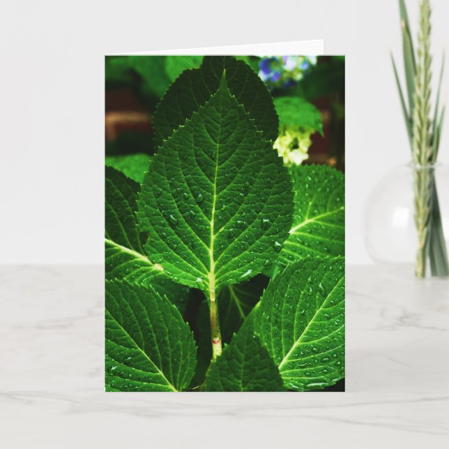 Carte "hydrangea leaves" (Devant)
