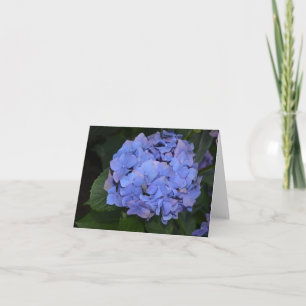 Carte Hydrangea macrophylla violette rustique