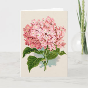Carte Hydrangea Rose Vintage