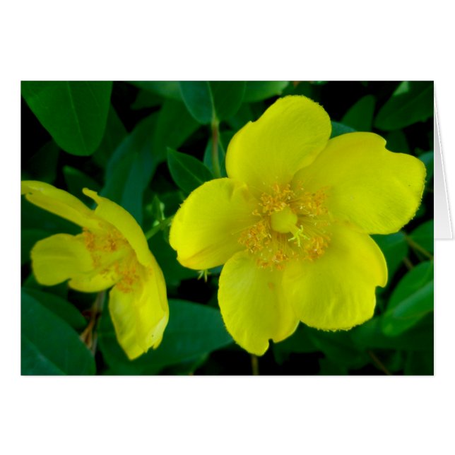 Carte Hypericum Note (Devant horizontal)