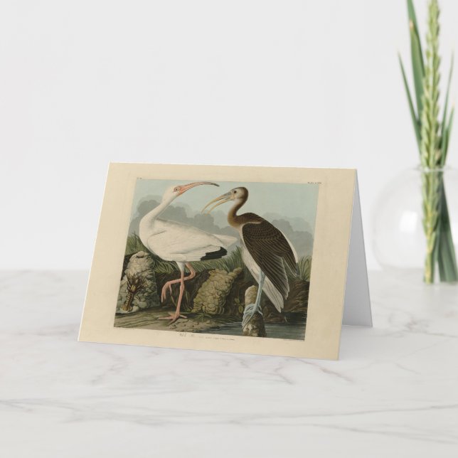 Carte Ibis blanc - Les oiseaux d'Amérique de John James  (Devant)