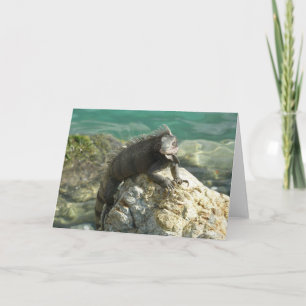 Carte Iguane sur les rochers à St. Thomas