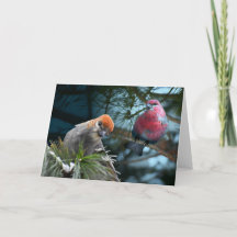 Il suffit de vous enregistrer ! Pine Grosbeaks