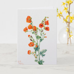 Carte Illustration botanique de la globemallow du désert