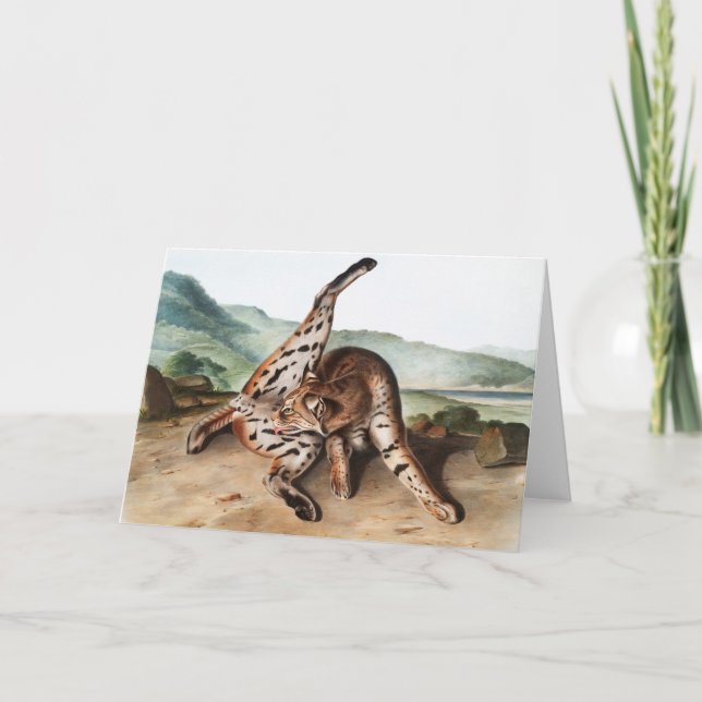 Carte Illustration de Lynx texane (Lynx rufus var macula (Devant)