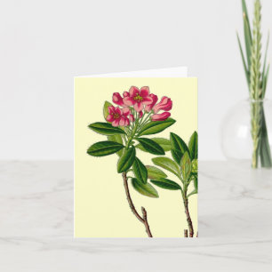Carte Illustration de rhododendron rose