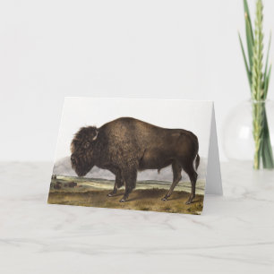 Carte Illustration du bison américain (Bos Americanus)