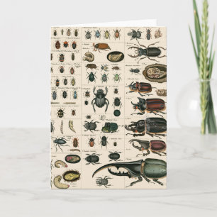 Carte Illustration du coléoptère vintage