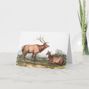 Carte Illustration du wapiti américain (Cervus Canadensi