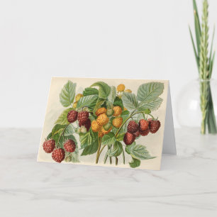 Carte Illustration vintage de framboises rouges et jaune