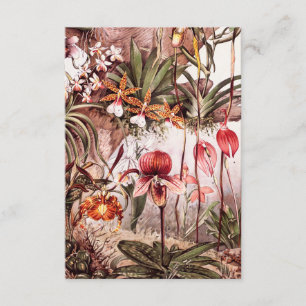 Carte Illustration vintage de la variété orchidée 1911