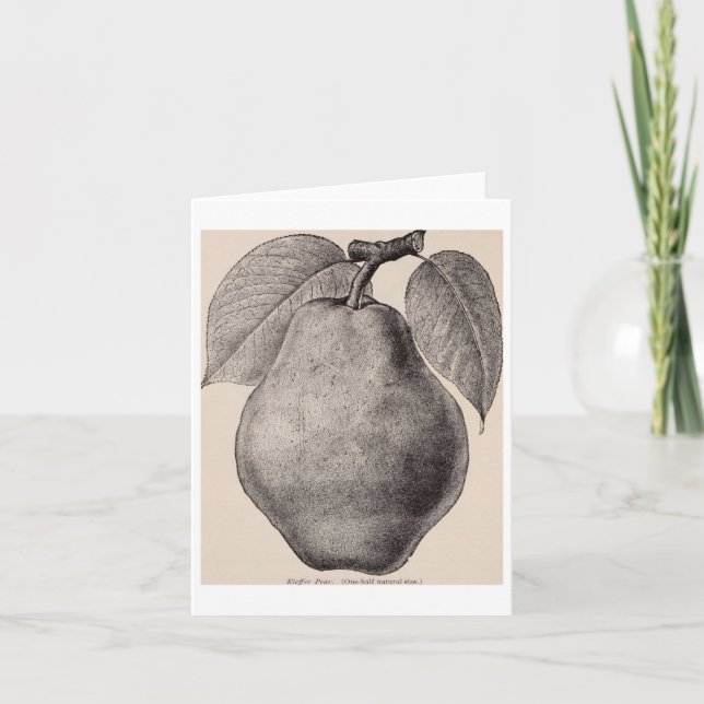 Carte Illustration vintage D'Un Sticker Pear 1893 (Devant)
