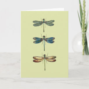 Carte Illustrations de libellule