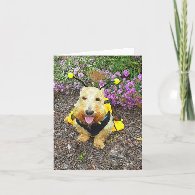 Carte Imabee Sourires (Devant)