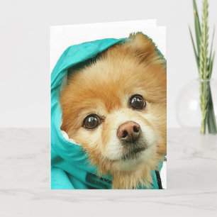 Carte Imperméable de Pomeranian #