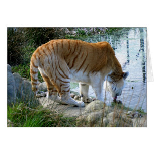 Carte indienne des animaux tigres