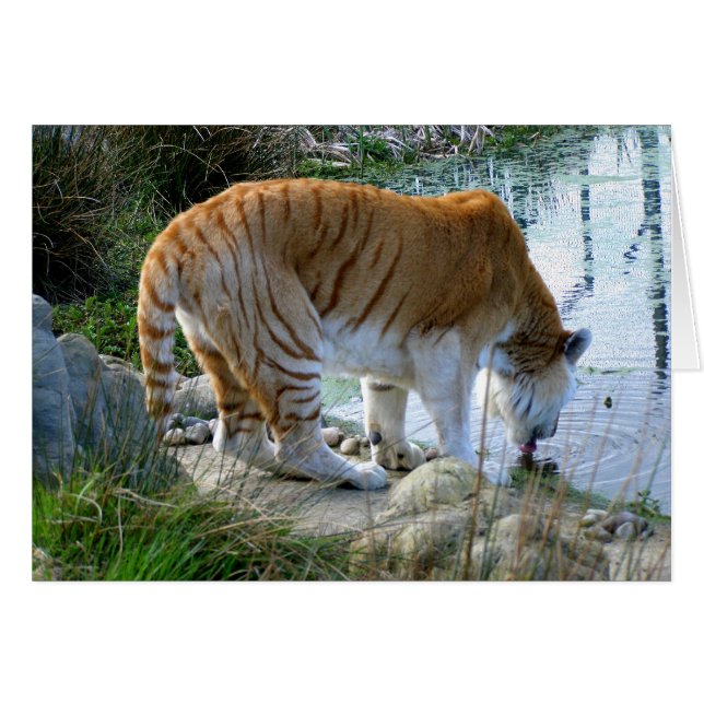 Carte indienne des animaux tigres (Devant horizontal)