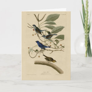 Carte Indigo Bunting d'Audubon's Birds of America