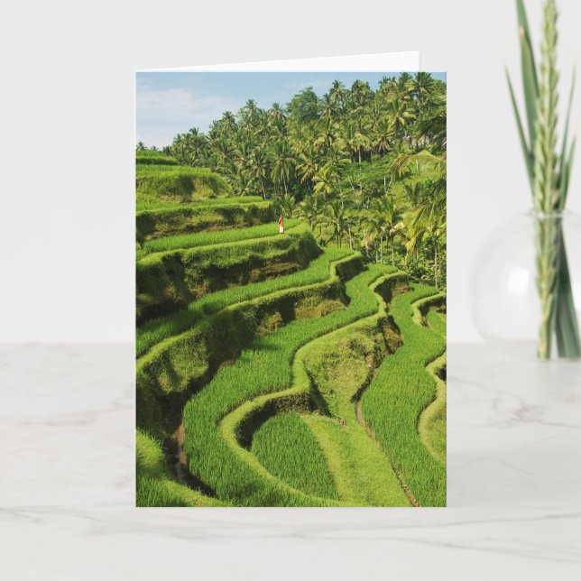 Carte Indonésie, Bali| Rizières (Devant)