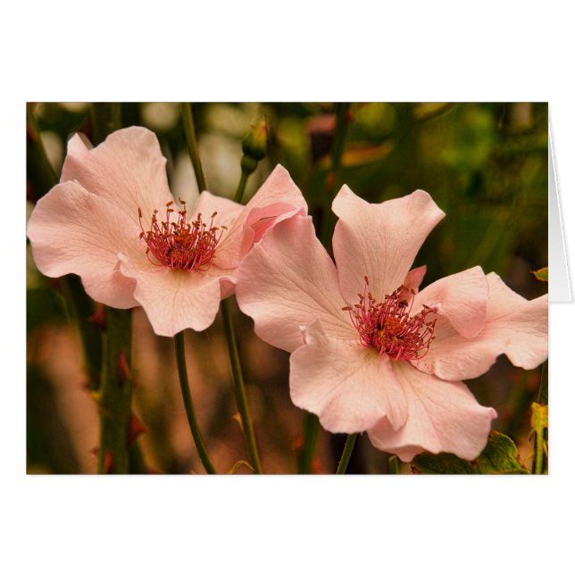 Carte intérieure blanche Rose de l'héloom rose (Devant horizontal)