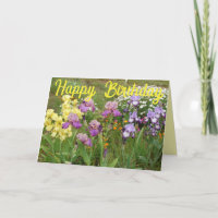 Iris iris fleurs fleuris Cottage Jardin