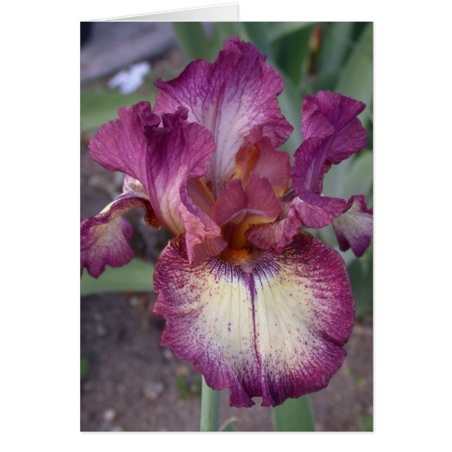 Carte Iris vide (Devant)