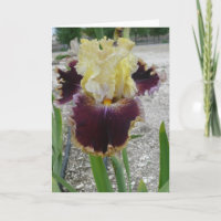 Carte Iris vierge - "BATAILLE DES BANDES"
